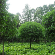 南召縣金成苗木種植