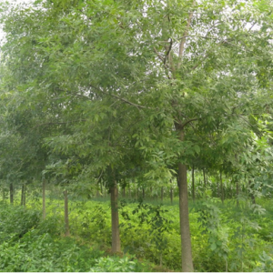 白蠟苗木種植 苗木盆景供應(yīng)