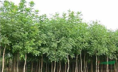 鐵嶺金合歡苗木