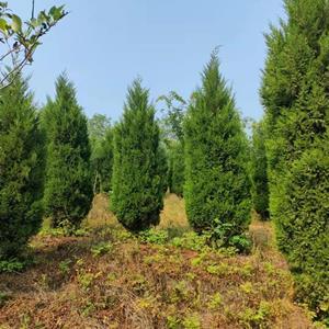 第5968頁苗木供應(yīng)信息_綠化苗木供應(yīng)_苗木銷售信息