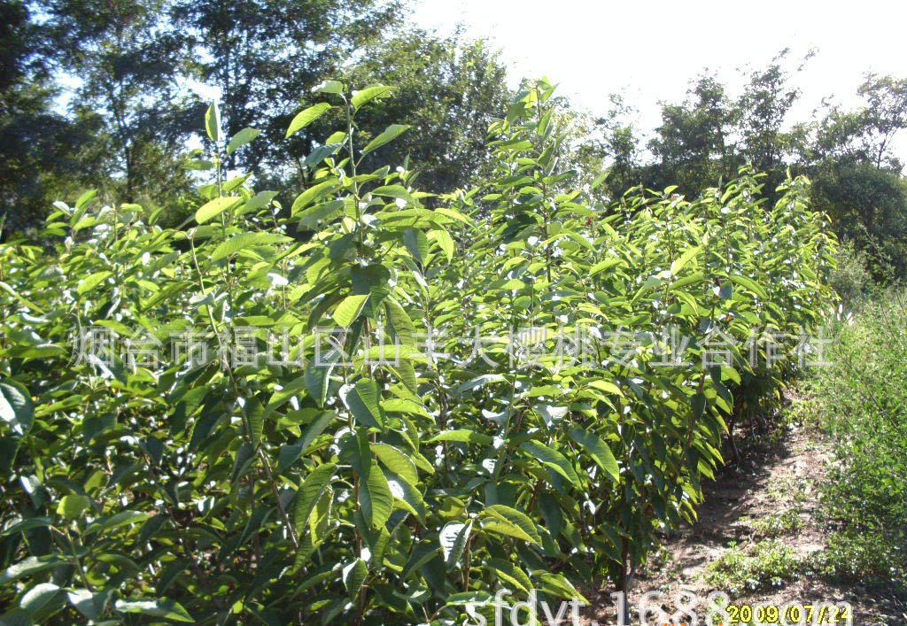 專業種植 大櫻桃苗木 綠化苗木【圖】