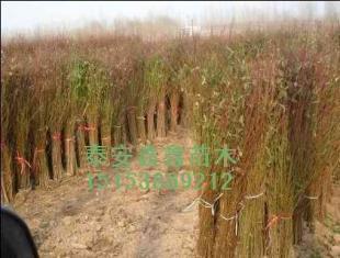 桃苗新的價格、現在的價格泰安鑫鑫苗木_農副產品_世界工廠網中國產品信息庫
