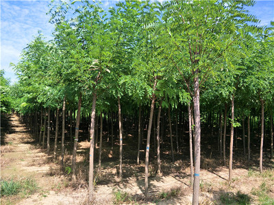 安徽刺槐苗木-實惠