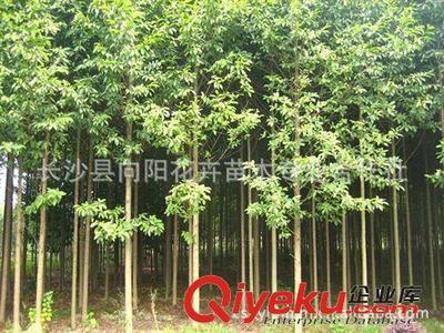 喬木-湖南向陽花木合作社供10公分優(yōu)質(zhì)樂昌含笑-長(zhǎng)沙縣向陽花卉苗木專業(yè)合作社提供喬木-湖南向陽花木合作社供10公分優(yōu)質(zhì)樂昌含笑的相關(guān)介紹、產(chǎn)品、服務(wù)、圖片、價(jià)格長(zhǎng)沙縣向陽花卉苗木專業(yè)合作社、香樟;桂花;廣玉蘭;樂昌含笑;羅漢松;欒樹;石榴;紅楓;杜英;櫻花;雪松;楊梅;杜鵑;金森女貞;香泡;金葉女貞;欏木石楠;紅桎木古樁;紅花繼木;十大功勞