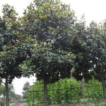 工程苗木價(jià)格 工程苗木公司 圖片 視頻