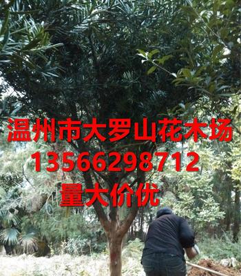 浙江地區(qū)苗木羅漢松,精品羅漢松,胸徑2-11公分(圖)