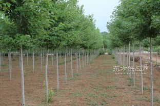 地徑3公分美國(guó)紅楓秋火焰奧潤(rùn)苗木精品樹苗美國(guó)紅楓秋火焰一級(jí)樹苗圖片