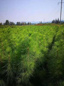 上半年,南方苗市主購類型有哪些