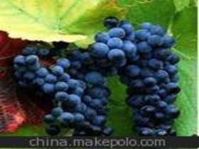 優質葡萄苗木供應商,價格,優質葡萄苗木批發市場 