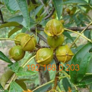 文玩核桃樹苗幾年掛果 臻淶軒工藝品sell 文玩核桃樹苗,文玩核桃樹苗幾年掛果 臻淶軒工藝品sell 文玩核桃樹苗生產廠家,文玩核桃樹苗幾年掛果 臻淶軒工藝品sell 文玩核桃樹苗價格