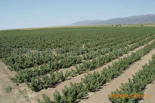 黑加侖苗木指導價 黑加侖苗木行情 新疆維帝食品有限責任公司