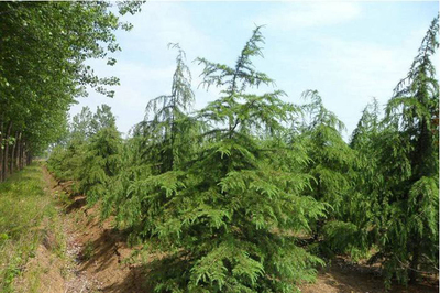 雪松樹苗價格行情,2019年最新雪松苗基地批發報價