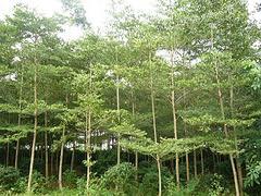 非常好的海南苗木出售,?？诿缒緢D片|非常好的海南苗木出售,海口苗木產品圖片由海南桂芝源實業公司生產提供-