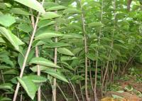 櫻桃成品苗、紅燈、美早、早大果[供應]_綠化苗木_世界工廠網中國產品信息庫