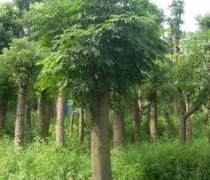 【湖南瀏陽四季紅苗圃苗木蘇鐵】蘇鐵,價格,廠家,供應商,花木,瀏陽市柏加鎮四季紅苗圃 - 產品庫