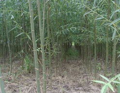 沭陽縣天時花木園藝場供應 合歡,欒樹,烏桕,廣玉蘭,重陽木,櫸樹,水杉,意楊,垂柳,香樟