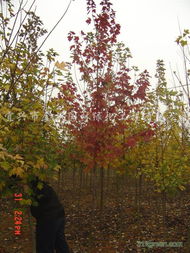 供應紅葉石楠 產品 江蘇省宜興市金楓園林綠化工程