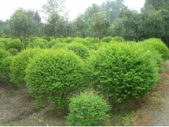 小葉女貞價格 成都小葉女貞批發(fā)