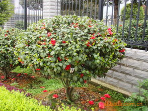 茶花 湖南精品山茶花 大茶花 各種規(guī)格工程苗 綠化苗