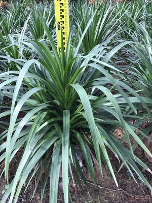 【綠化苗木龍血樹直銷、價格實惠】綠化苗木,價格,廠家,供應商,花木,龍海市東泗興輝園藝場 - 產品庫