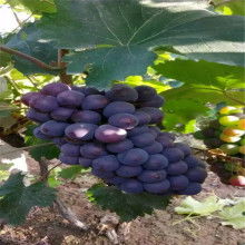 2019綠化苗木價格 報價 綠化苗木批發(fā) 第7頁 園林網(wǎng)