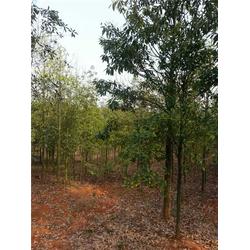 江西江南苗木基地,重慶木蘭苗木,木蘭苗木