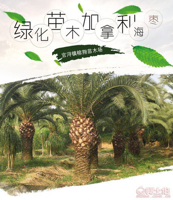 【榕翔苗木廠家供應(yīng)加拿利海棗園林景觀綠化苗木棕櫚植物】龍海市東泗鄉(xiāng)左岸花木場 - 產(chǎn)品庫