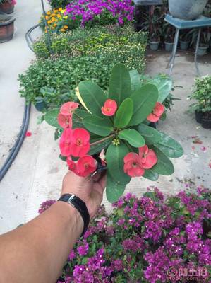 【泉州室內(nèi)綠化盆栽虎刺梅、質(zhì)優(yōu)價廉】綠化苗木,價格,廠家,供應(yīng)商,花木,龍海市東泗興輝園藝場 - 產(chǎn)品庫