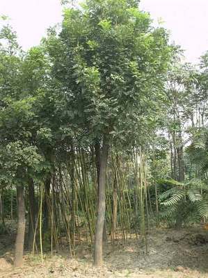 遼寧苗木-遼寧苗木|遼寧苗木基地|遼寧苗木信息|國槐1-遼寧苗木 (遼寧苗木信息,遼寧苗木,遼寧苗木基地,遼寧葡萄苗,遼寧葡萄基地,遼寧蘋果基地,遼寧綠化苗木,遼寧綠化,遼寧梨苗基地,苗木,綠化苗,那些苗好) 公司產品(生意通網站,商業搜索,網絡推廣)|金泉網商務網站