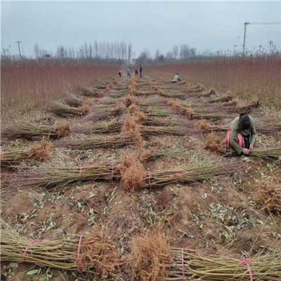 中華壽桃樹苗報(bào)價(jià) 浙江引進(jìn)中華壽桃樹苗