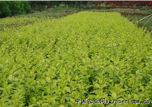 長(zhǎng)沙光輝苗圃