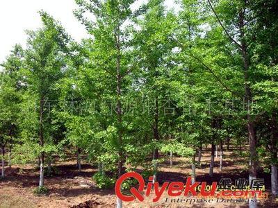 山東郯城縣銀杏苗木協(xié)會(huì)供應(yīng):銀杏、石榴、法桐等綠化工程苗木圖片|山東郯城縣銀杏苗木協(xié)會(huì)供應(yīng):銀杏、石榴、法桐等綠化工程苗木產(chǎn)品圖片由郯城縣林海銀杏苗木培育場(chǎng)公司生產(chǎn)提供-