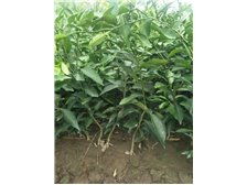 吳中區(qū)東山石井灣苗木場(chǎng)產(chǎn)品展示