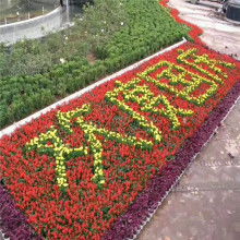 青州市茗茜花卉苗木專業合作社 熱銷產品