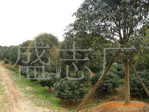 長沙廣應(yīng)苗木基地大量低價(jià)出售 綠化苗木15 20公分精品桂花指導(dǎo)價(jià) 長沙廣應(yīng)苗木基地大量低價(jià)出售