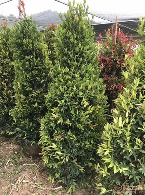 【江西綠化苗木袋苗紅車、農(nóng)戶種植】綠化苗木,價(jià)格,廠家,供應(yīng)商,花木,龍海市東泗興輝園藝場(chǎng) - 產(chǎn)品庫(kù)