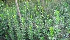 供應(yīng)綠化苗木:北海黃楊、大葉黃楊、小葉葉黃楊、衛(wèi)矛_農(nóng)副產(chǎn)品_世界工廠網(wǎng)中國(guó)產(chǎn)品信息庫(kù)