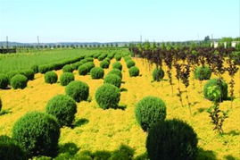 遼寧 發(fā)揮優(yōu)勢(shì) 打造 中國彩色苗木產(chǎn)業(yè)旗艦