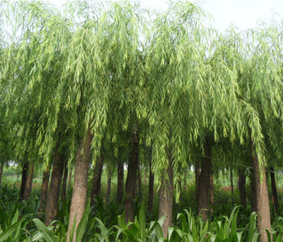 供應(yīng)1~8公分垂柳綠化苗木