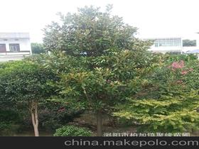 瀏陽市柏加鎮(zhèn)聚緣苗圃13975829581 企業(yè)庫 