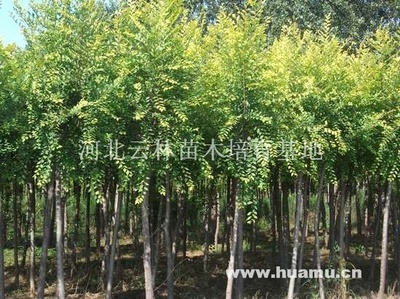 【本基地經(jīng)營各種綠化苗木,歡迎來電洽談供應|經(jīng)營綠化苗木河北云林苗木培育基地商鋪