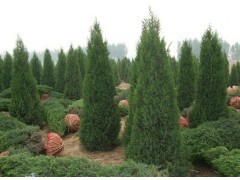 北京儈 快柏 塔儈|喬灌木|綠化苗木|供應信息|597苗木網(wǎng)