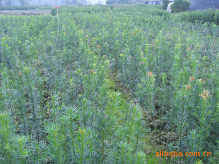 【綠化設計圖中的喬木與灌木之分】價格、產(chǎn)品供應,綠化設計圖中的喬木與灌木之分廠家批發(fā)-1024商務網(wǎng)