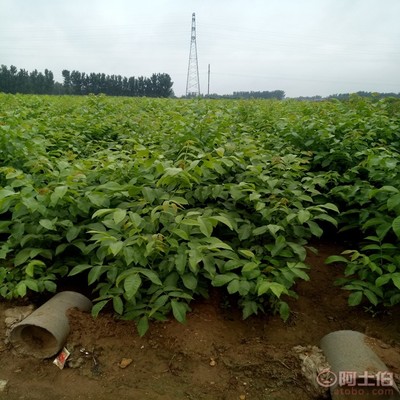 【晉香核桃苗新品種,晉龍核桃苗銷售廠家】泰安高新區(qū)旺運苗木中心 - 產(chǎn)品庫