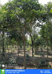 安徽苗木 綠化工程苗木 蕪湖天藝 優(yōu)質商家