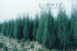 供應檜柏苗木價格_供應檜柏苗木廠家_世界工廠網(wǎng)產(chǎn)品信息庫