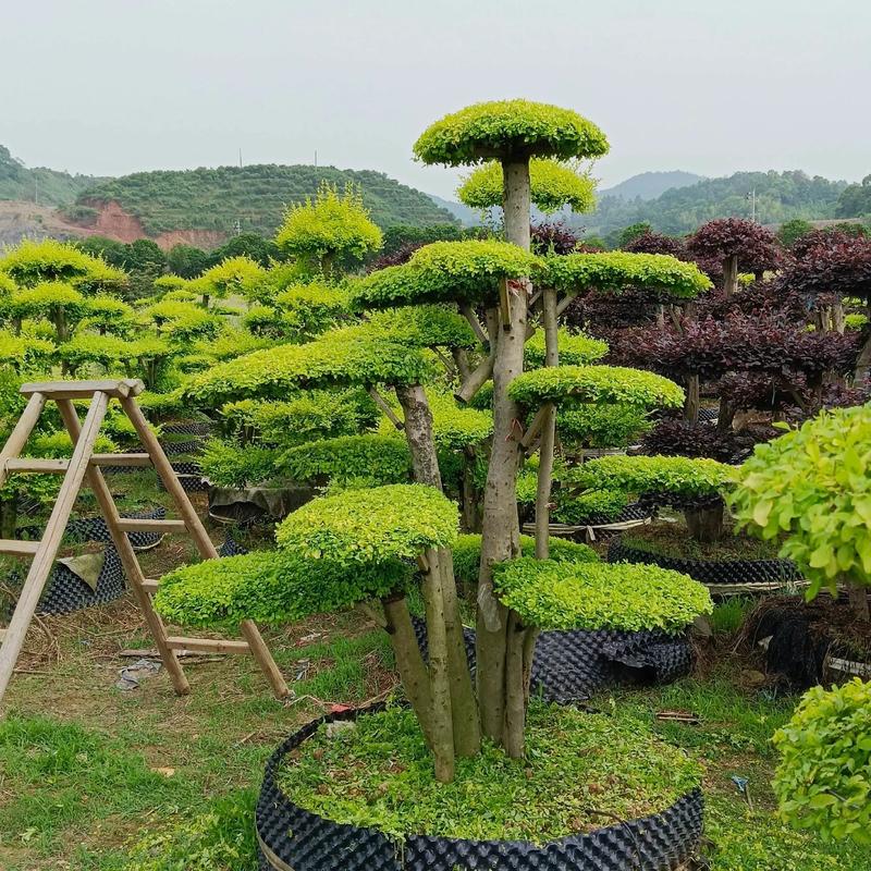 好樹(shù)配豪宅,好運(yùn)自然來(lái).基地自產(chǎn)自銷(xiāo).#苗木供應(yīng) #別墅庭院