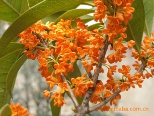 【綠化設(shè)計(jì)圖中的喬木與灌木之分】?jī)r(jià)格、產(chǎn)品供應(yīng),綠化設(shè)計(jì)圖中的喬木與灌木之分廠家批發(fā)-1024商務(wù)網(wǎng)