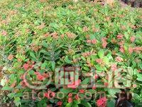 【泉州室內(nèi)綠化盆栽虎刺梅、質(zhì)優(yōu)價(jià)廉】綠化苗木,價(jià)格,廠家,供應(yīng)商,花木,龍海市東泗興輝園藝場(chǎng) - 產(chǎn)品庫(kù)