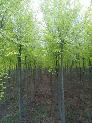 黑龍江大慶包頭沈陽(yáng)長(zhǎng)春通化四平佳木斯紫葉稠李山桃稠李*金葉榆_東北苗木花卉合作社_商國(guó)互聯(lián)網(wǎng)
